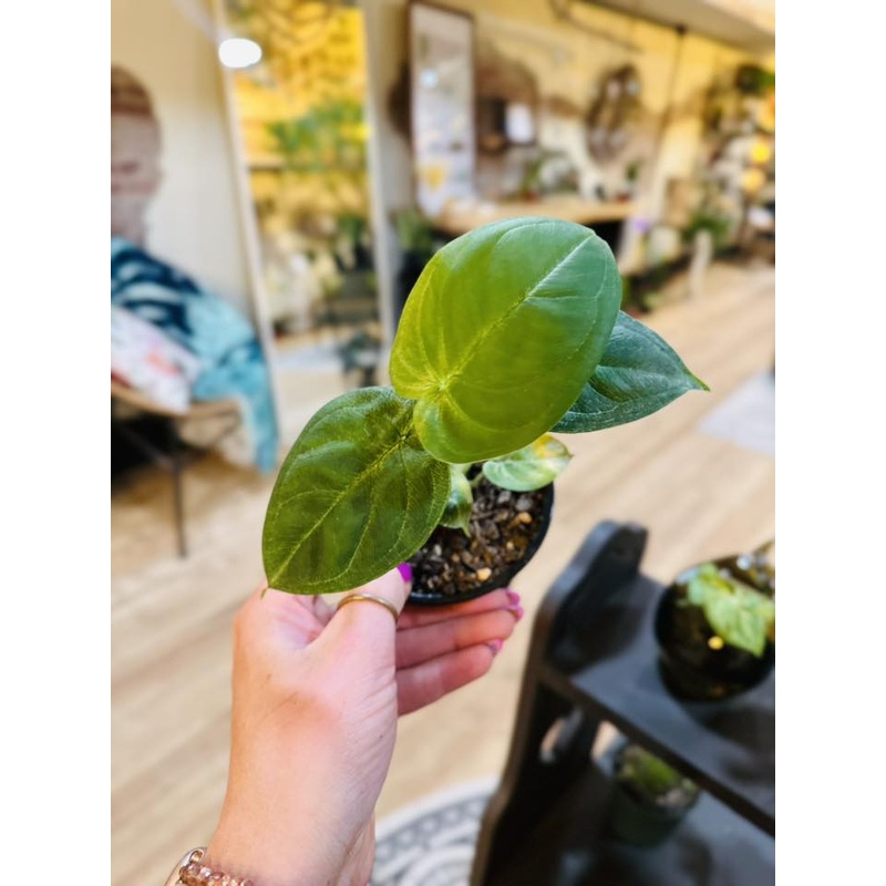 4 Syngonium Frosted Heart