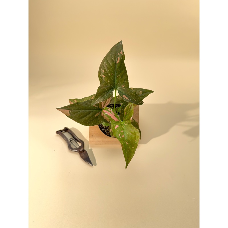 4 Syngonium ‘Pink Splash’
