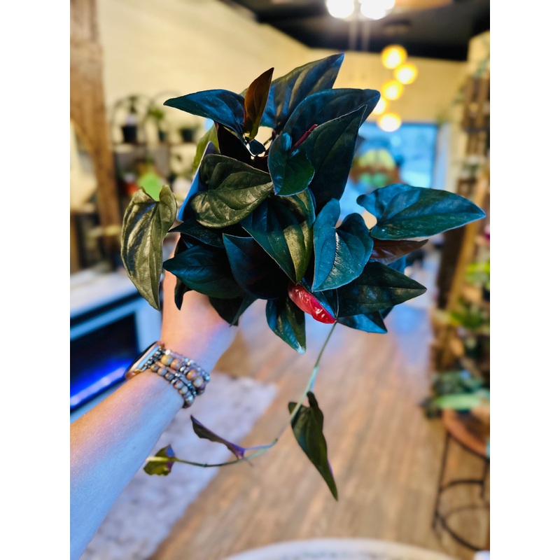 4 Syngonium Red Arrow