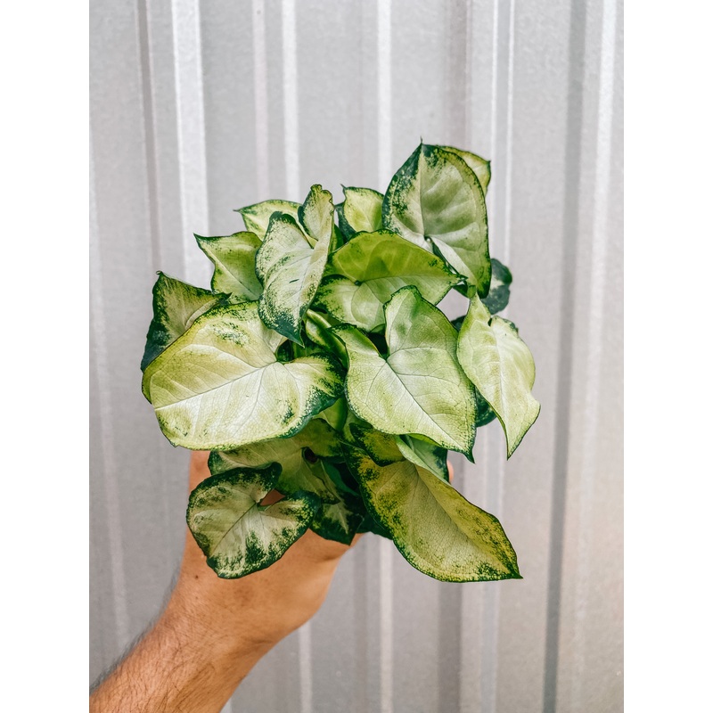 4 Syngonium ‘White Pixie’