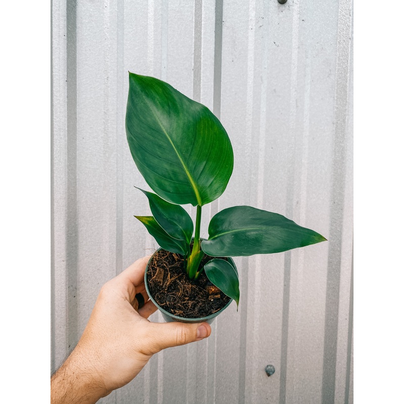 4 White Bird of Paradise