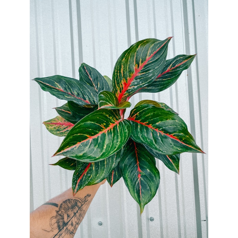 5 Aglaonema ‘Rubi’