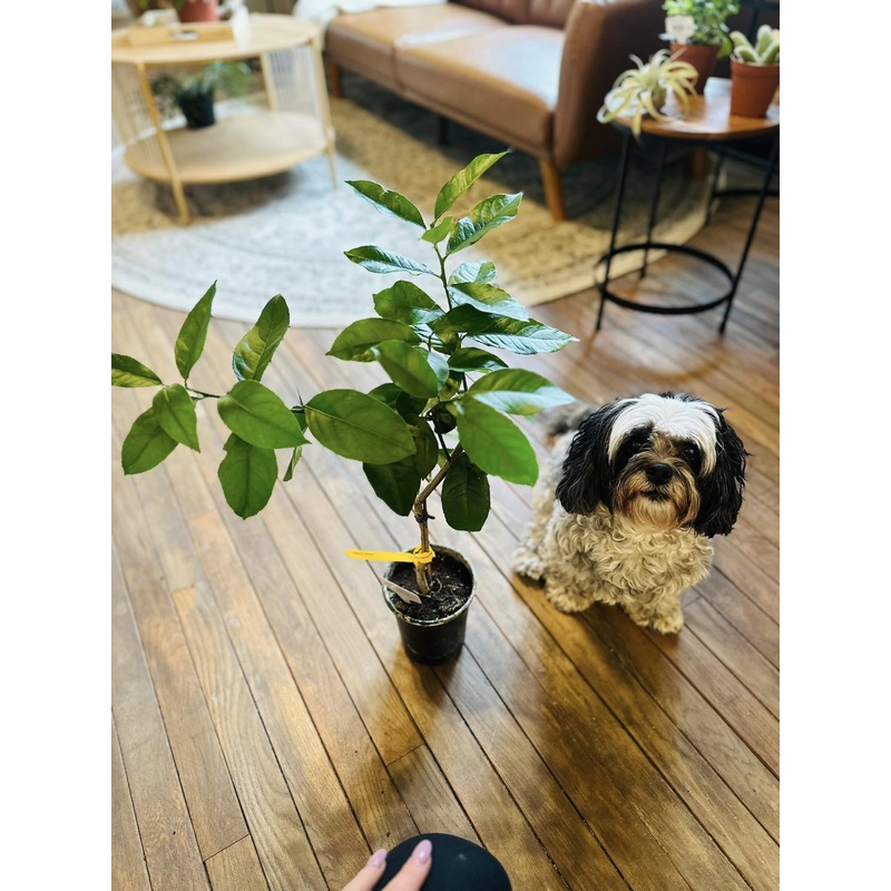5 Bearss Lemon Citrus Tree