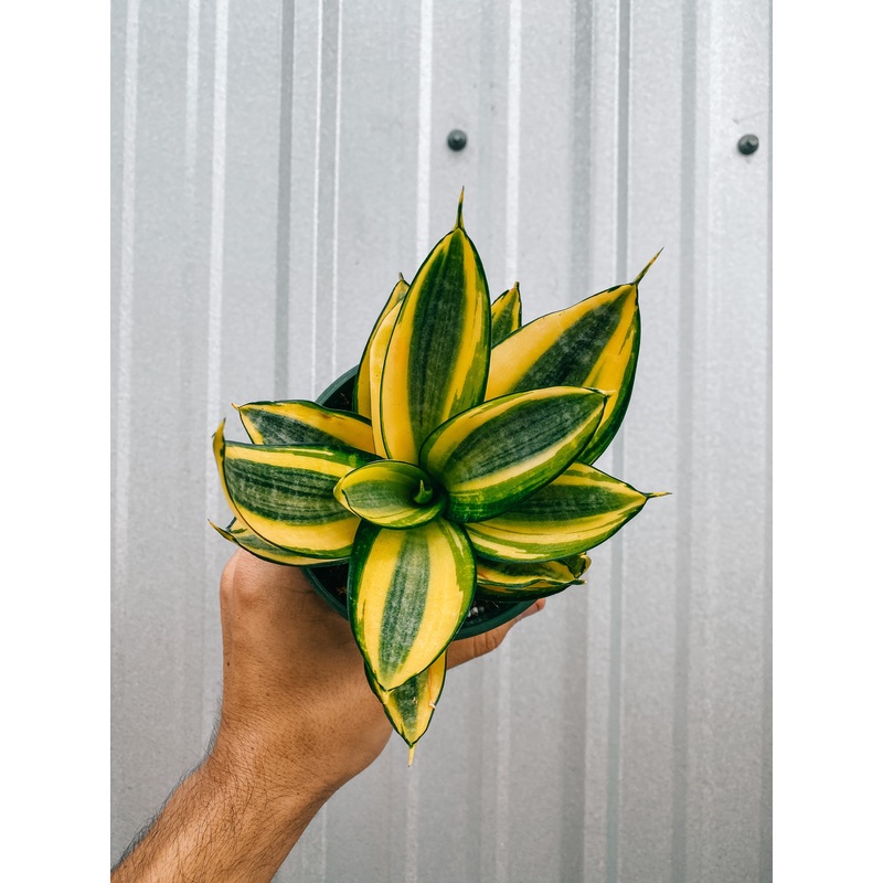 5 Bird’s Nest Sansevieria ‘Gold Hahnii’