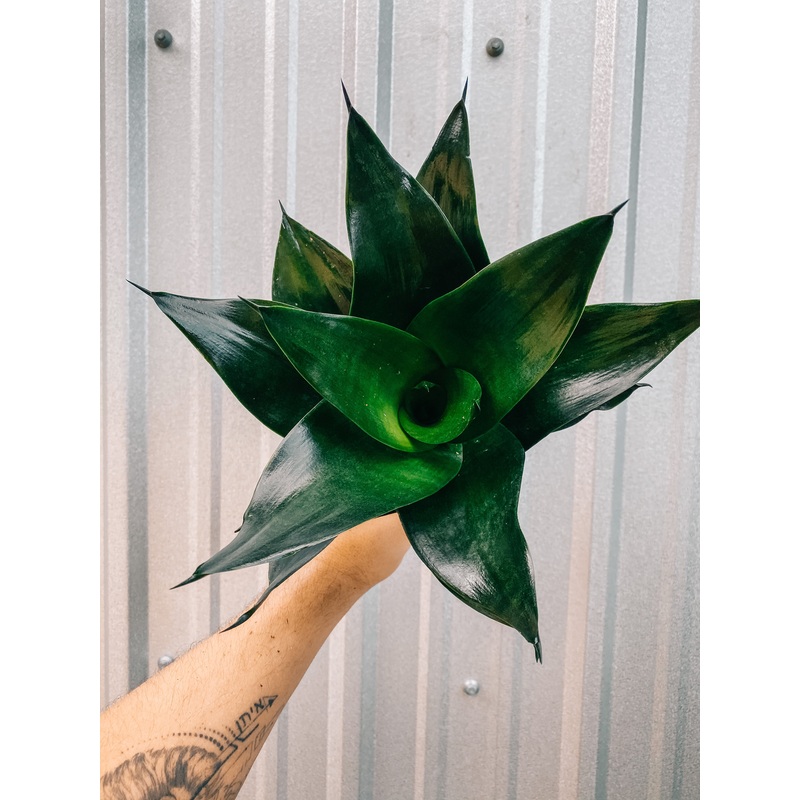 5 Bird’s Nest Sansevieria ‘Jade’
