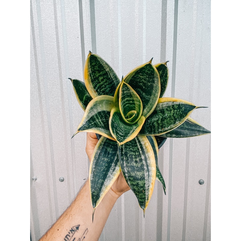 5 Bird’s Nest Sansevieria ‘Superba’