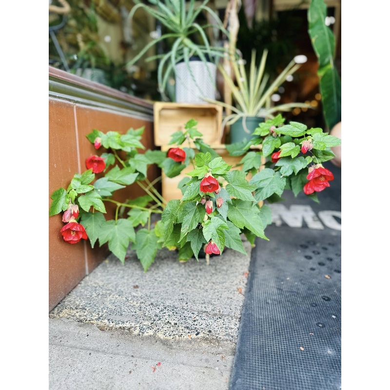 6 Abutilon Lucky Lantern