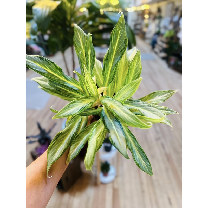 6 Aglaonema Hybrid #10