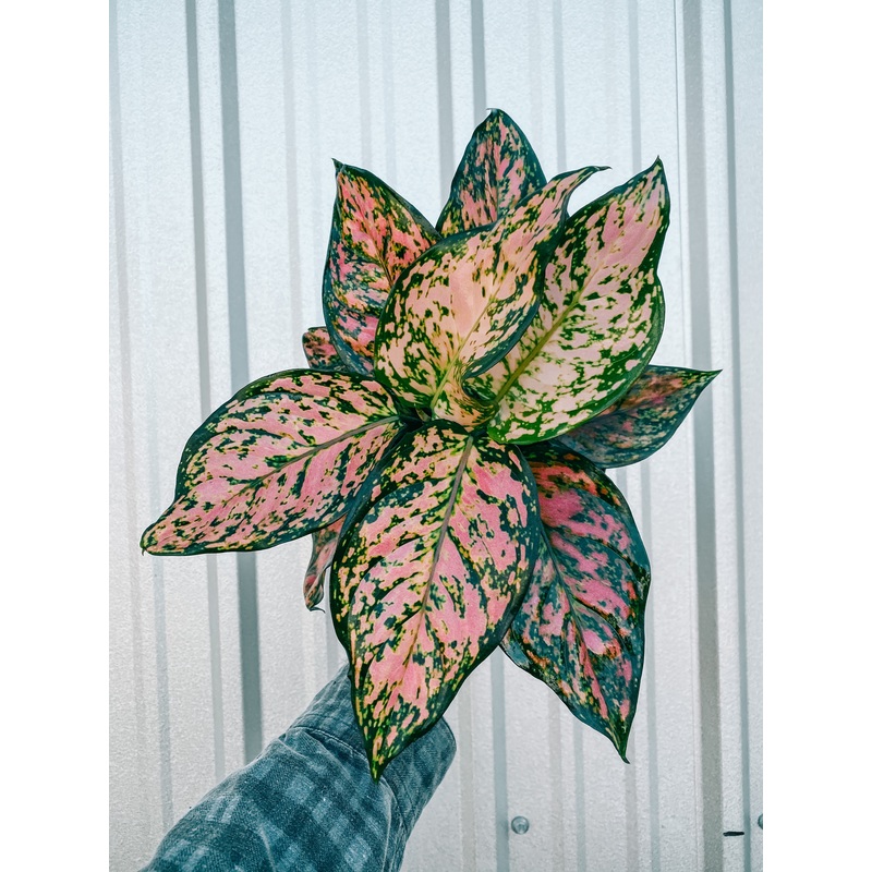 6 Aglaonema ‘Katrina’