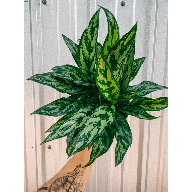 6 Aglaonema ‘Maria’