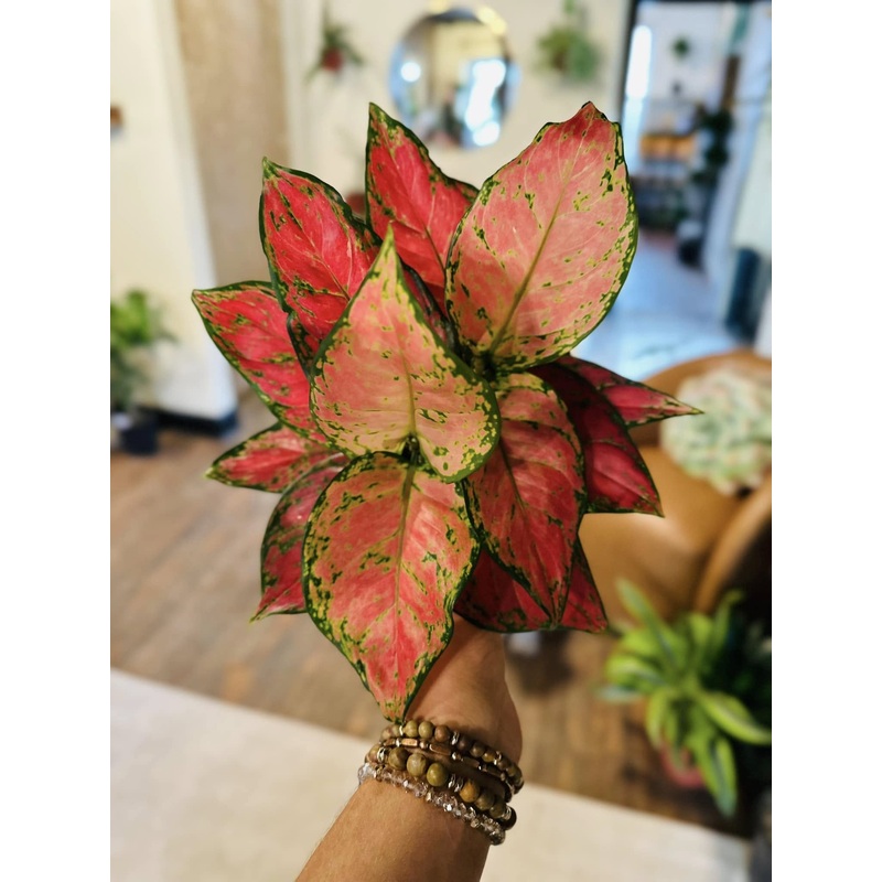 6 Aglaonema Red Diamond