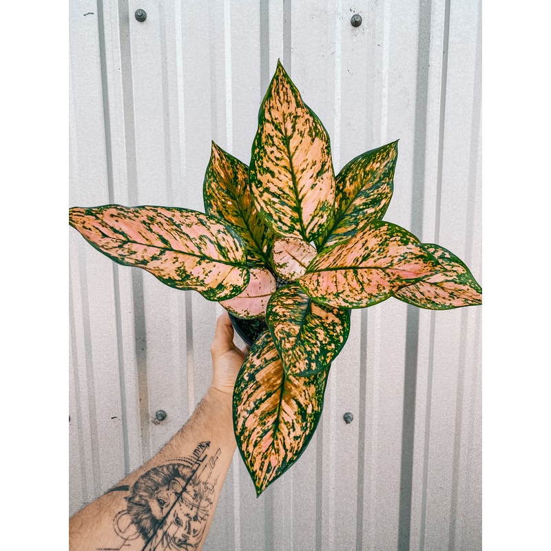 6 Aglaonema ‘Roxy Pink’