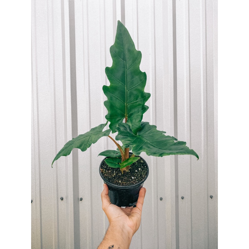 6 Alocasia ‘Boa’