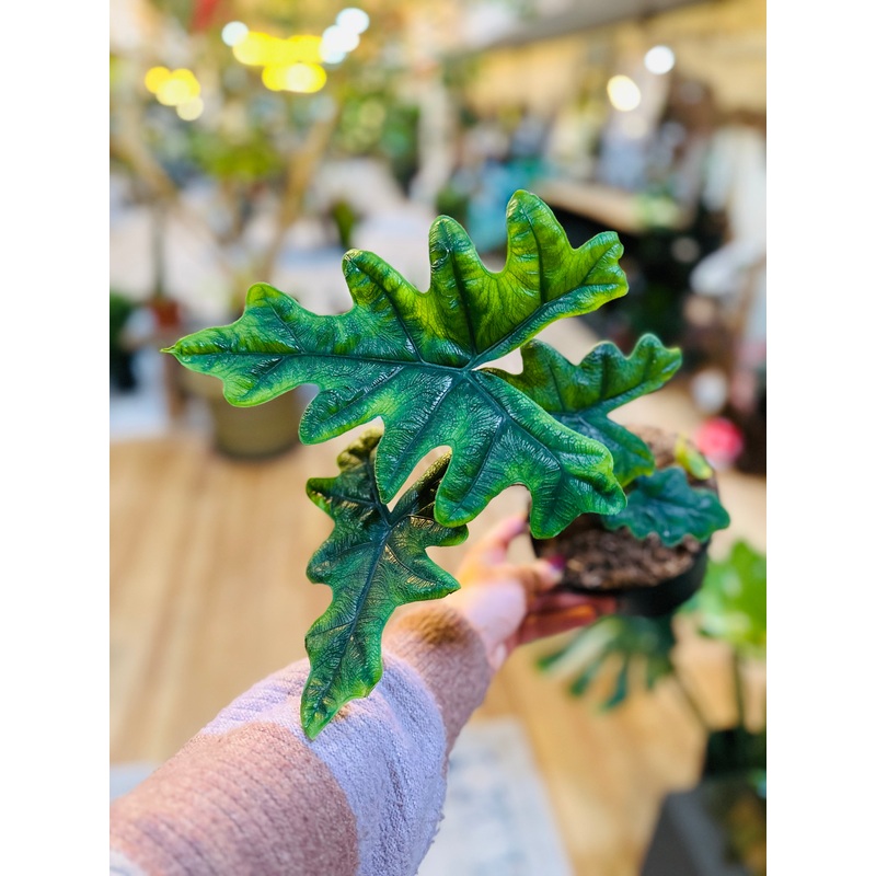 6 Alocasia Jacklyn