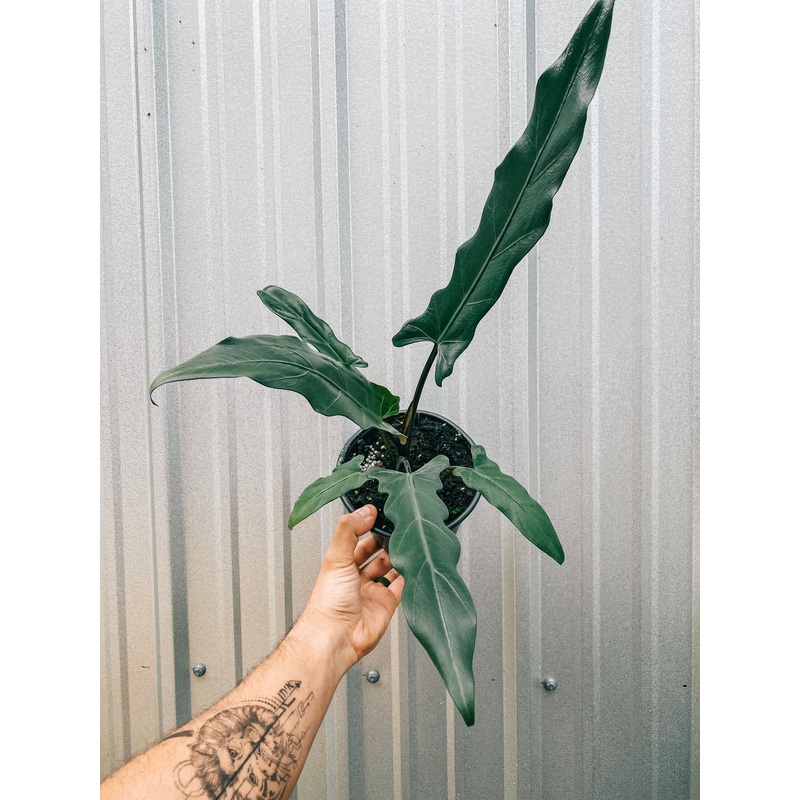6 Alocasia Lauterbachiana ‘Purple Sword’