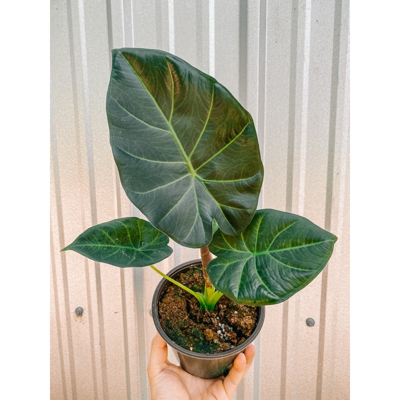 6 Alocasia ‘Regal Shield’