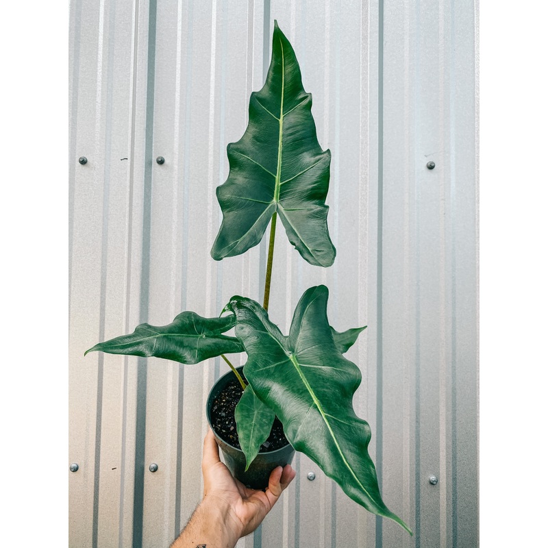 6 Alocasia ‘Sarian’