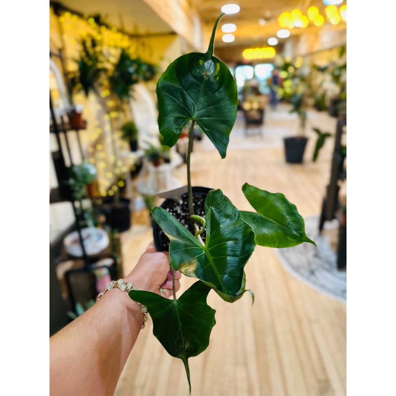 6 Alocasia Stingray