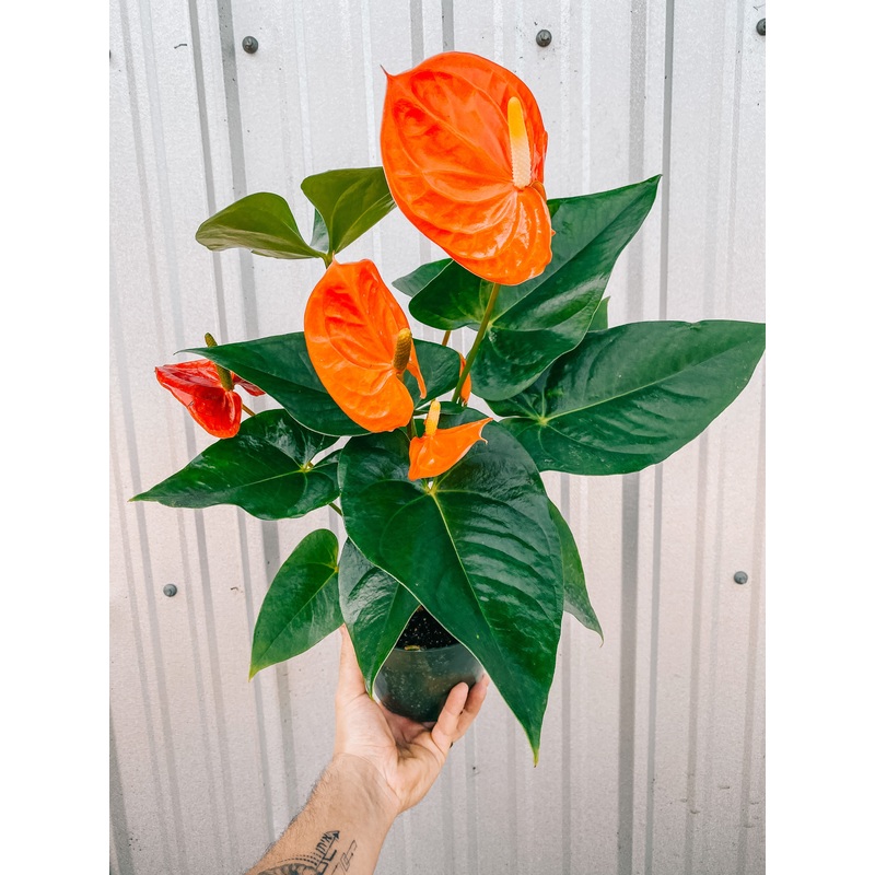6 Anthurium ‘Coral’