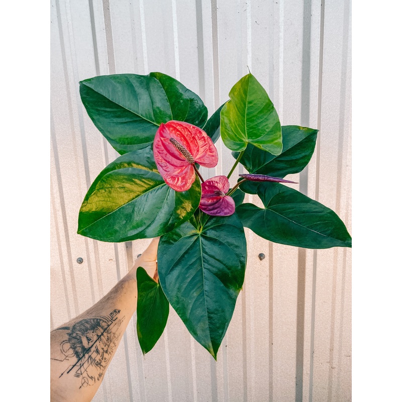 6 Anthurium ‘Purple Passion’