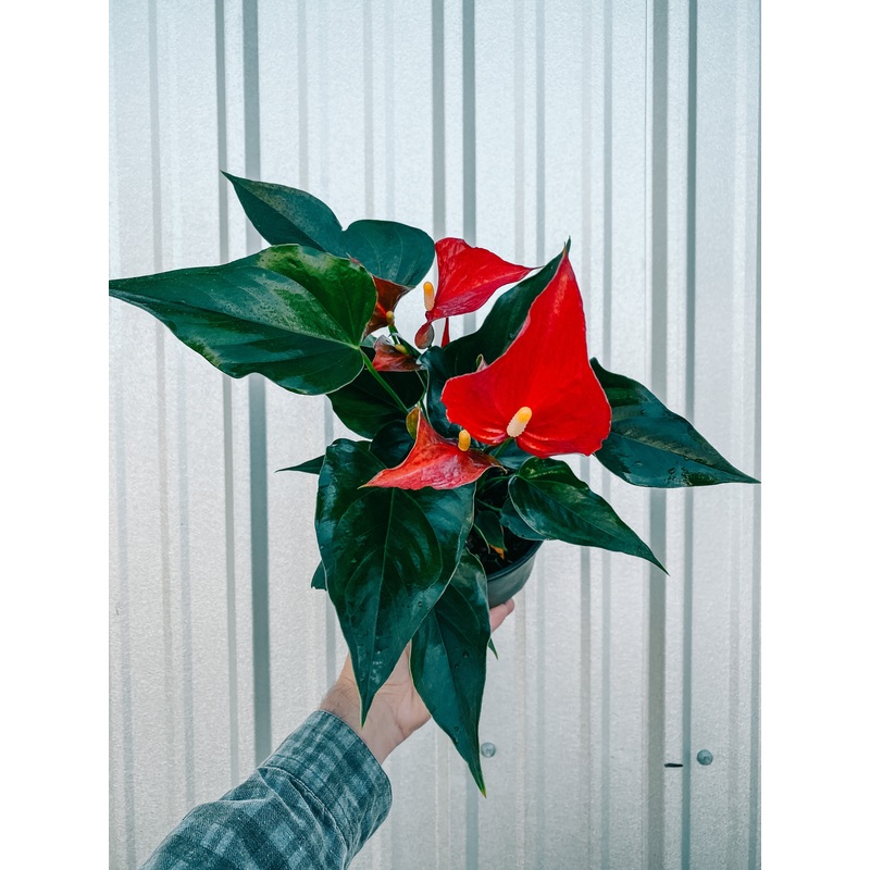 6 Anthurium ‘Red’