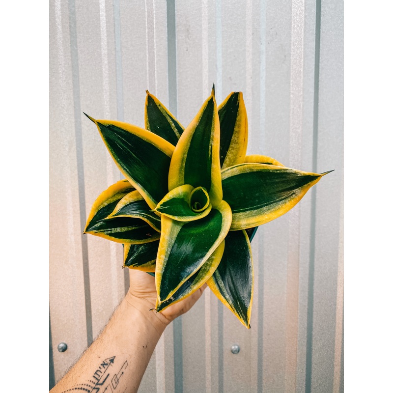6 Bird’s Nest Sansevieria ‘Black Gold Hahnii’