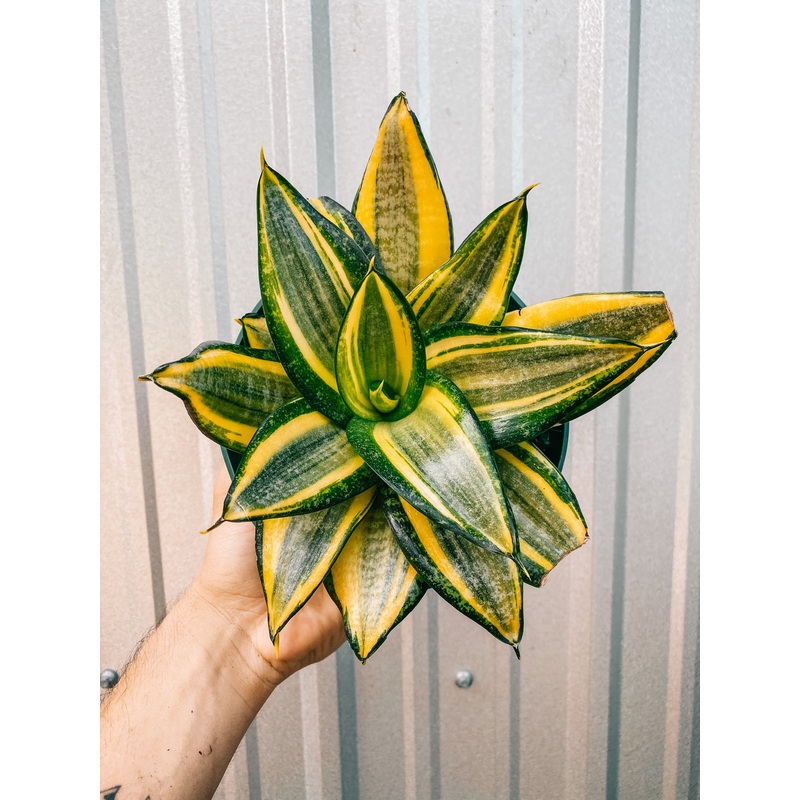6 Bird’s Nest Sansevieria ‘Gold Hahnii’
