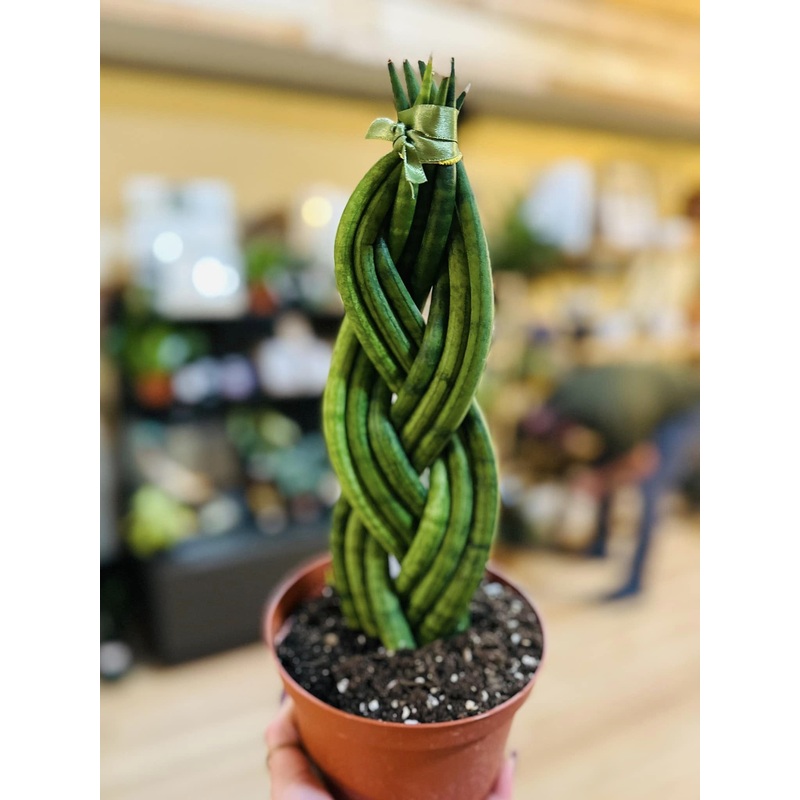 6 Braided Snake Plant