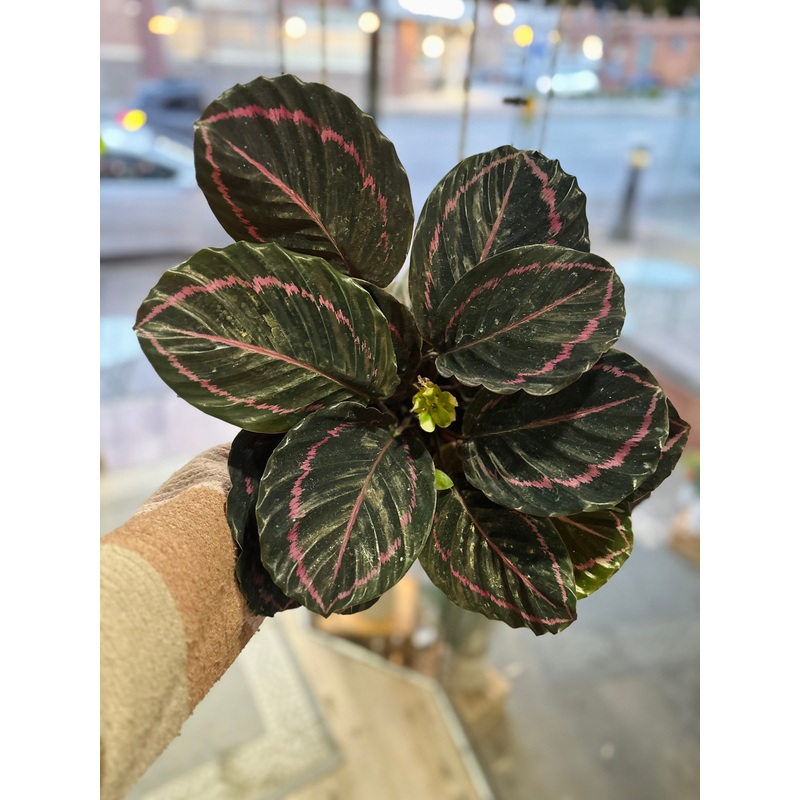 6 Calathea Dottie