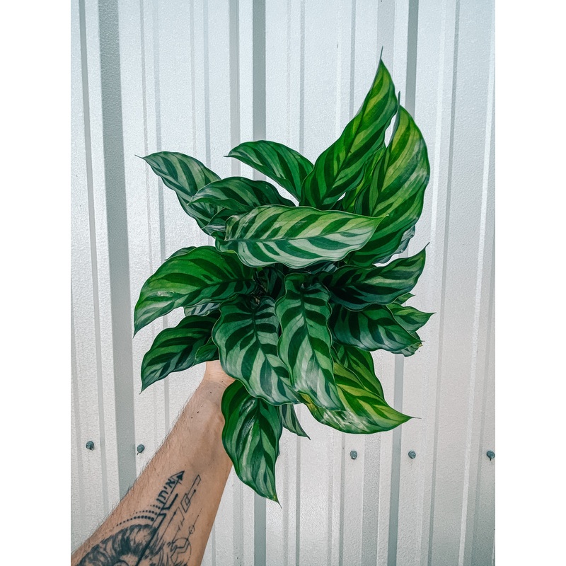 6 Calathea ‘Freddie’