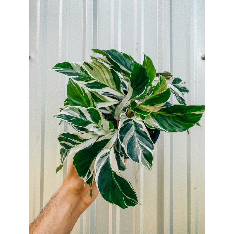 6 Calathea ‘Fusion White’