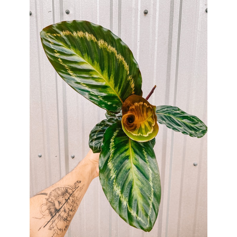 6 Calathea ‘Jungle Cat’