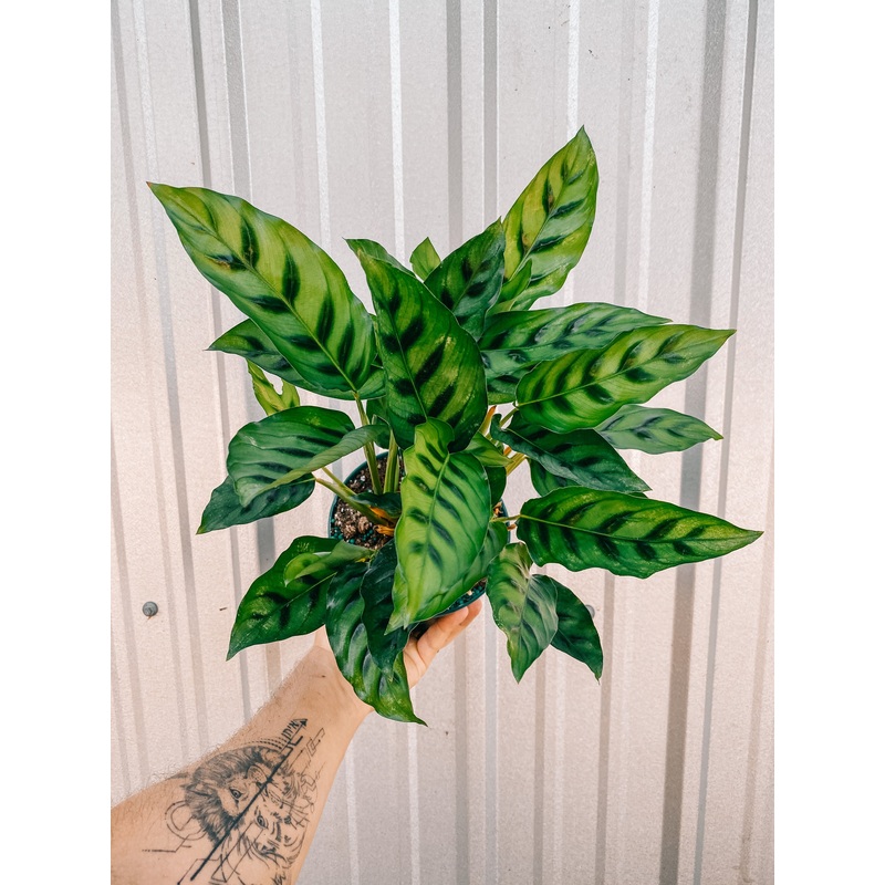 6 Calathea ‘Leopardina’