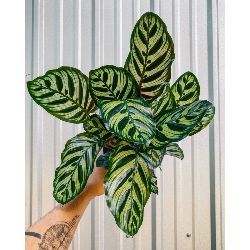 6 Calathea ‘Makoyana’