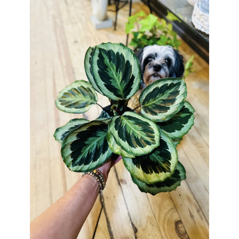 6 Calathea Maria