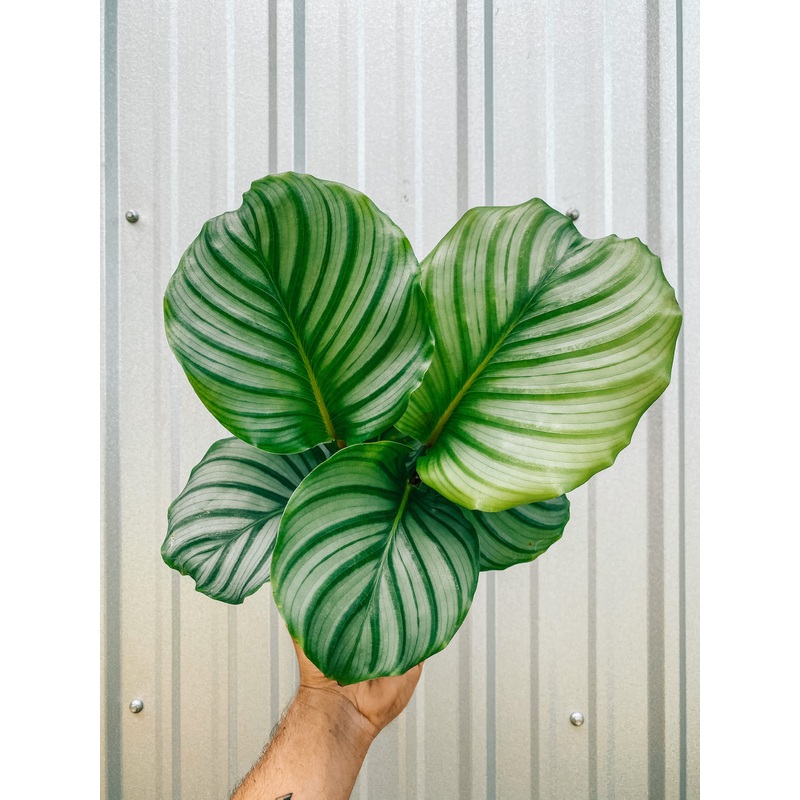 6 Calathea ‘Orbifolia’