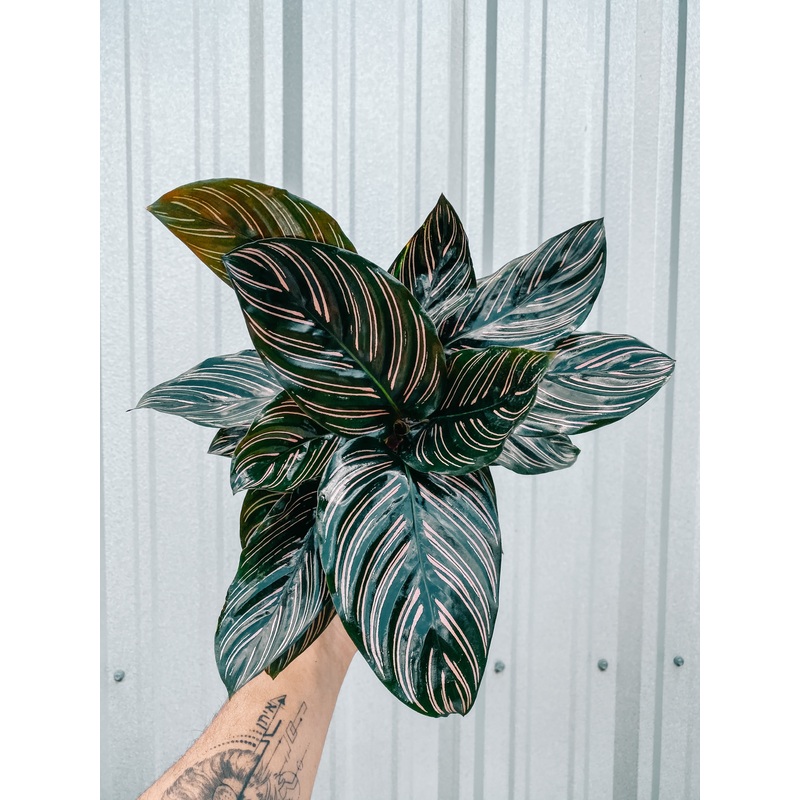 6 Calathea Ornata ‘Pin Stripe’