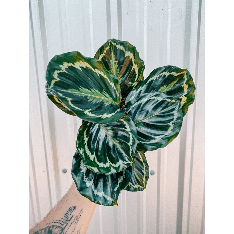 6 Calathea Roseopicta ‘Medallion’