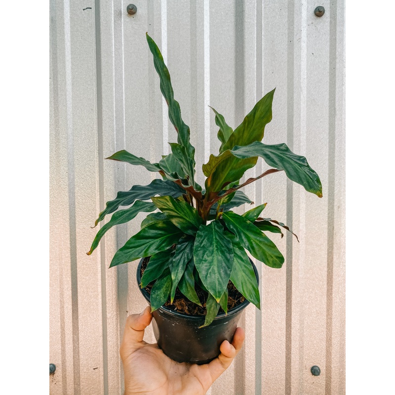 6 Calathea Rufibarba ‘Furry Feather’