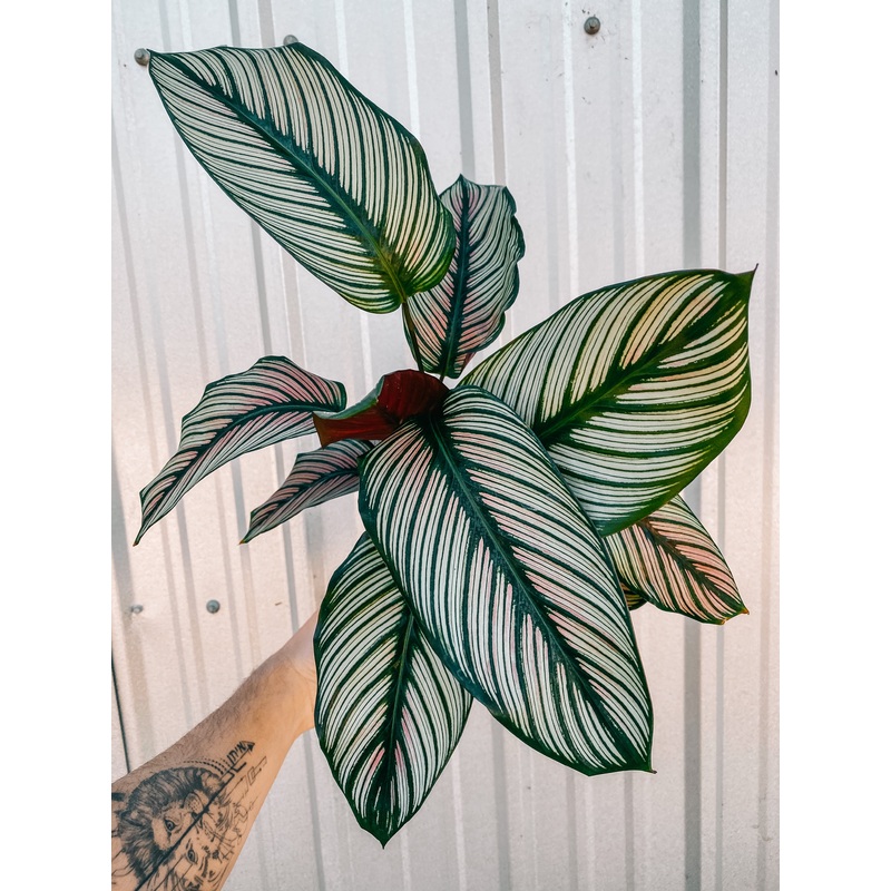 6 Calathea ‘White Star’