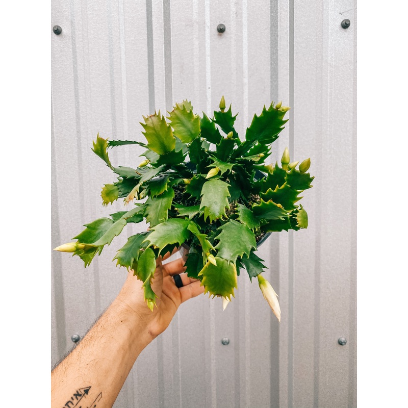 6 Christmas Cactus (White Blooms)