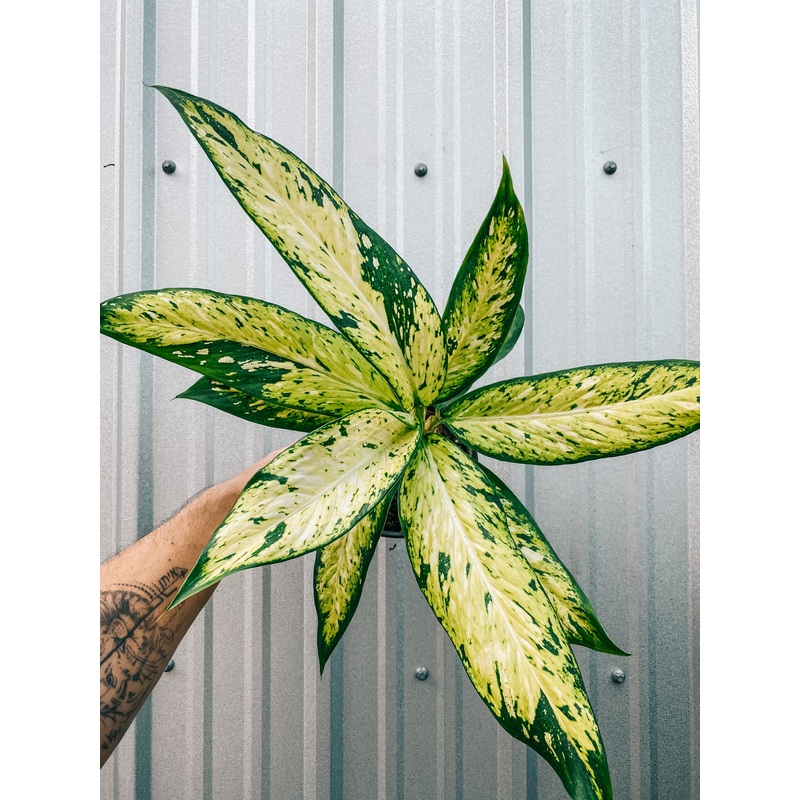 6 Dieffenbachia ‘Star Bright’