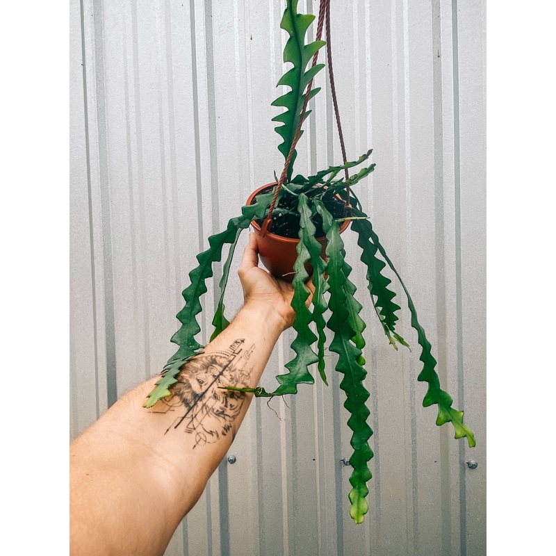 6 Epiphyllum Anguliger ‘Ric Rac Cactus’ (Hanging Basket)