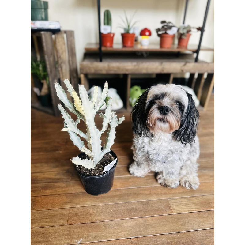 6 Euphorbia White Ghost