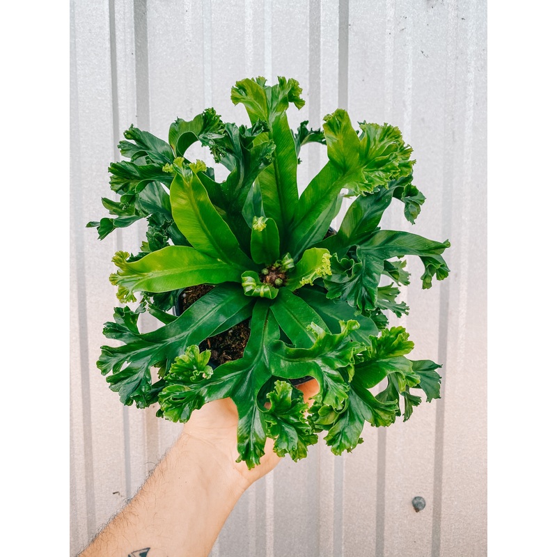 6 Fern Asplenium ‘Leslie’