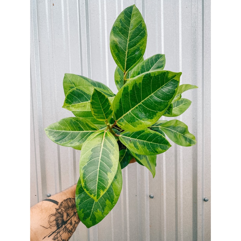 6 Ficus Altissima ‘Golden Gem