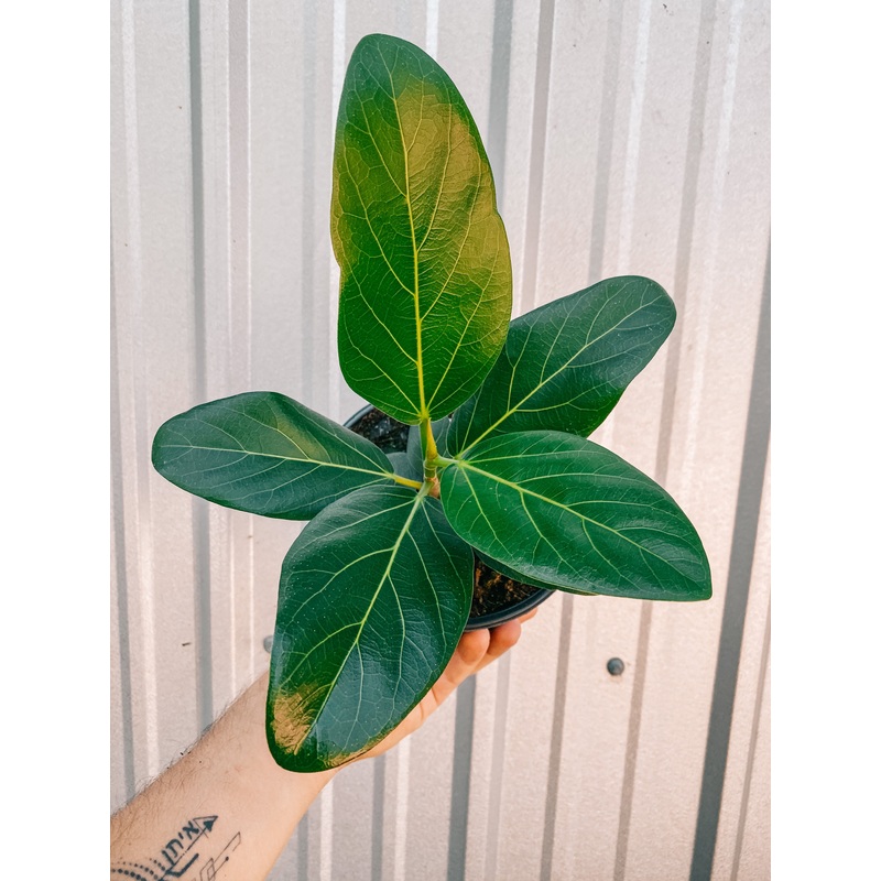 6 Ficus ‘Audrey’