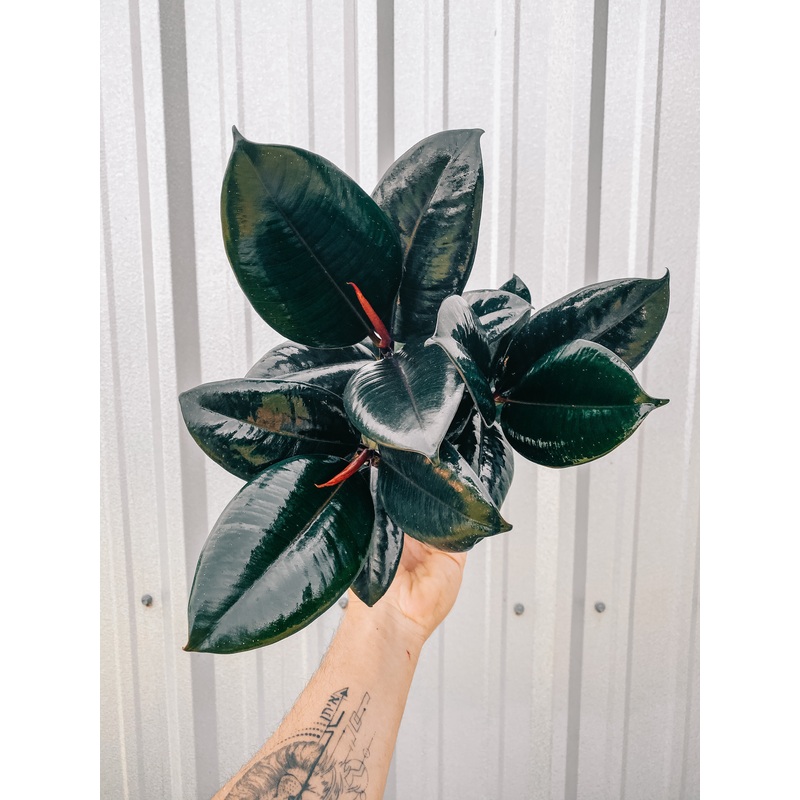 6 Ficus ‘Burgundy’