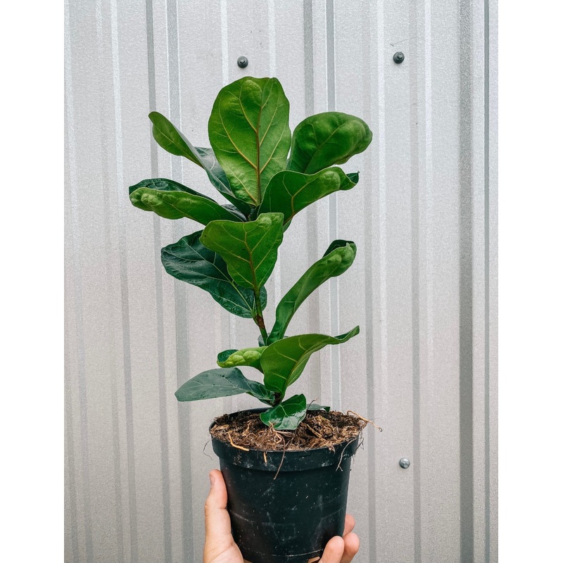 6 Ficus Lyrata ‘Little Sunshine’