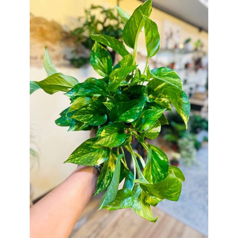 6 Golden Pothos